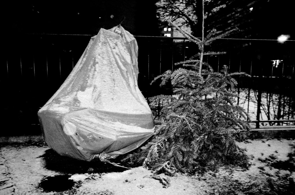 Sapin-11.jpg